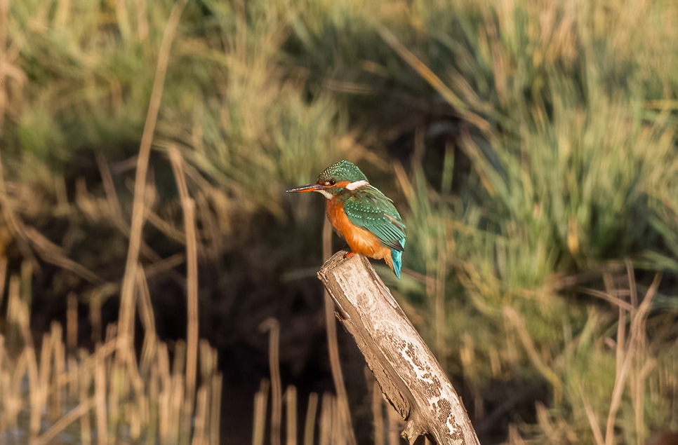 Kingfisher - Jan 23 - Ian H (2)966x635.jpg