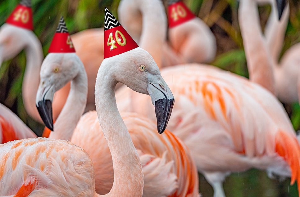 Flamingo day