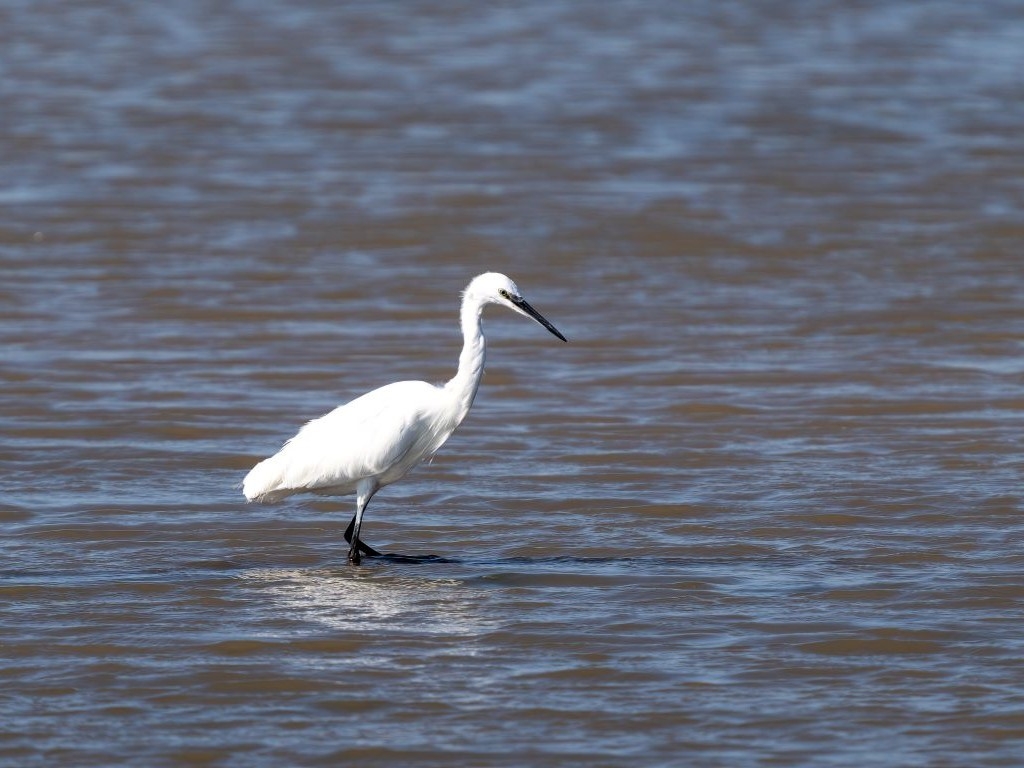 Shorelife Celebration: Wildlife Photography Workshop