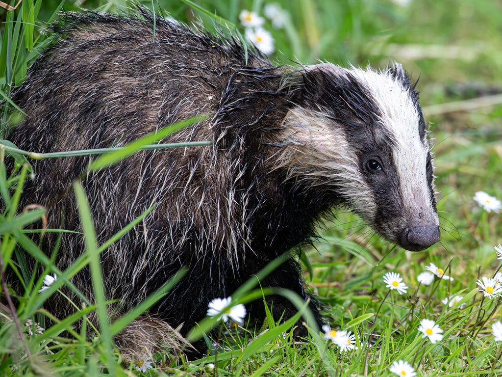 A young badger amongst daisies and long grass