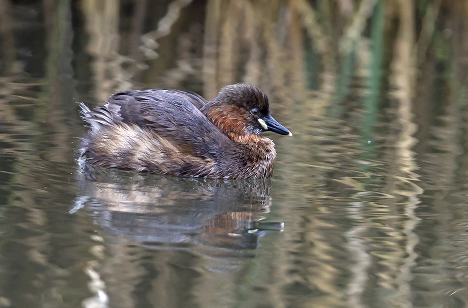 Little grebe & great white egret