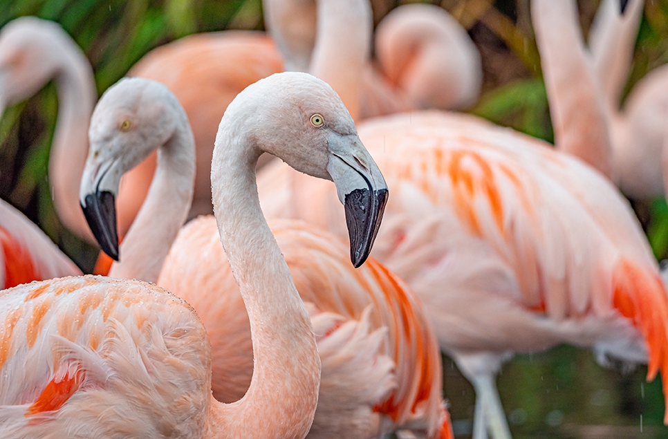 Flamingos fabulous at 40!