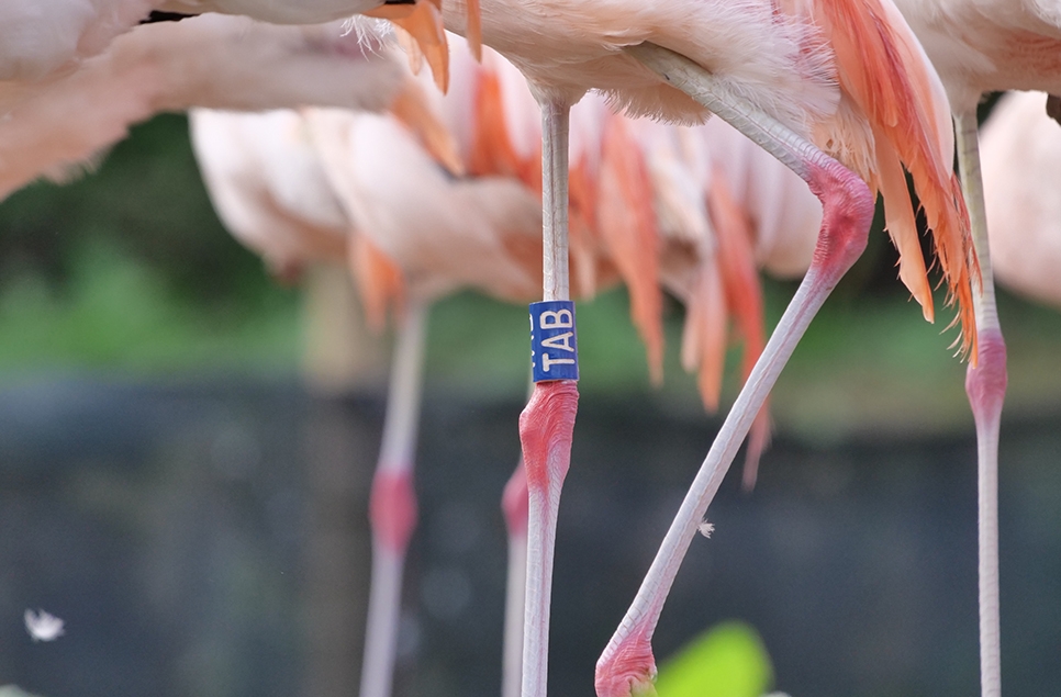 Flamingo leg ring ID - Ian H 966x635.jpg