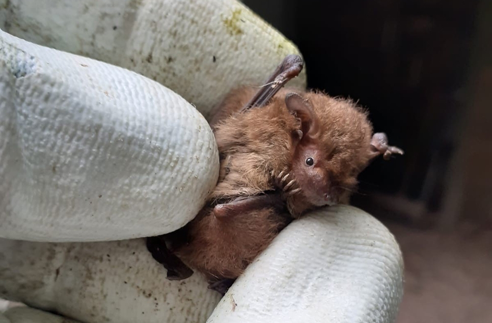 Autumn Bat Box Checks