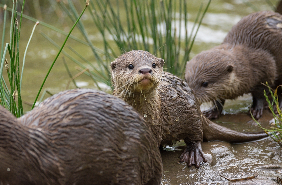 Otter cub in water 2017 966x635.jpg