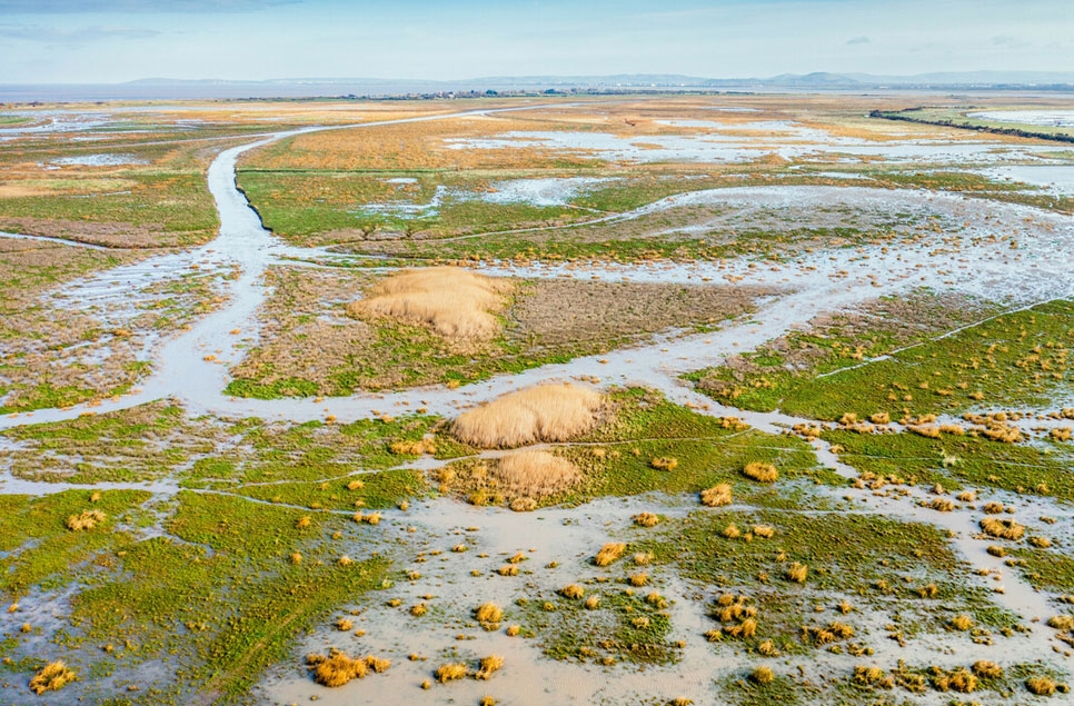 WWT Steart Marshes celebrates 10th anniversary 