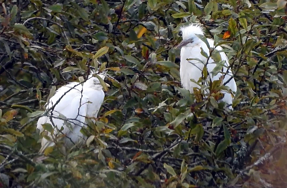 Cattle egret chicks