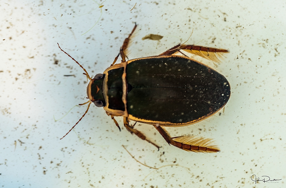 A great diving beetle taken by John Preston