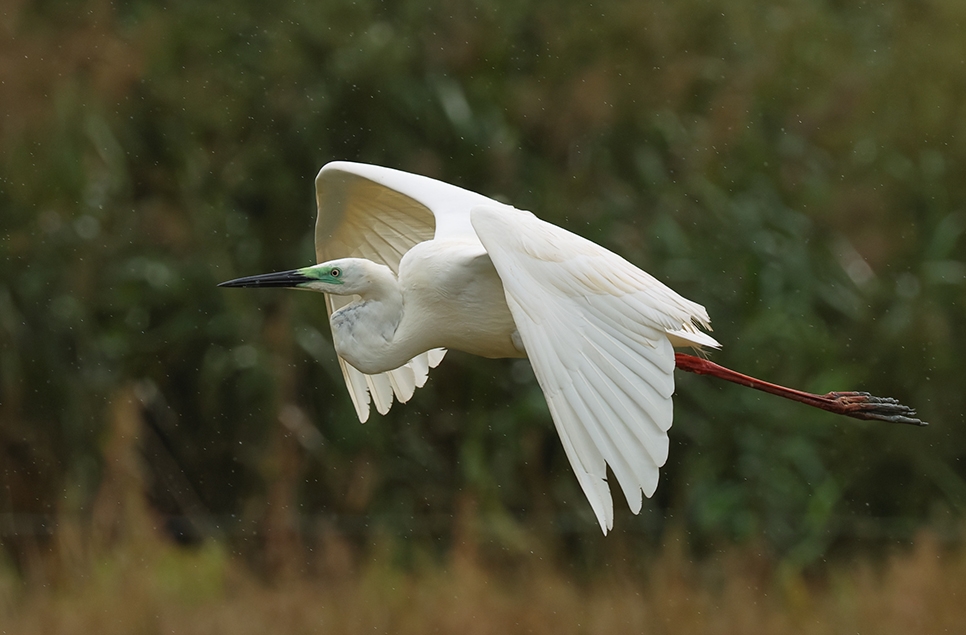 Great White egret flight Mike Jerome Oct 2024 966x635.jpg