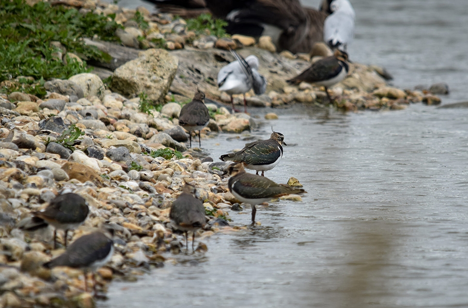 Lapwing Flock Robert Maxwell Oct 2024 966x635.jpg