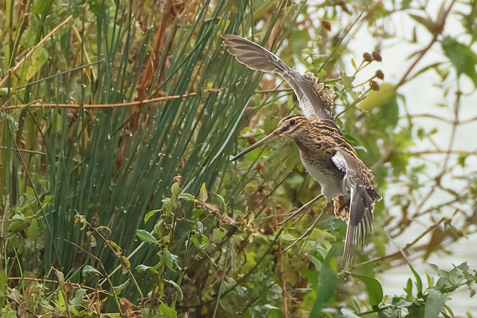 Snipe in FLight Mike Jerome Oct 2024 966x635.jpg