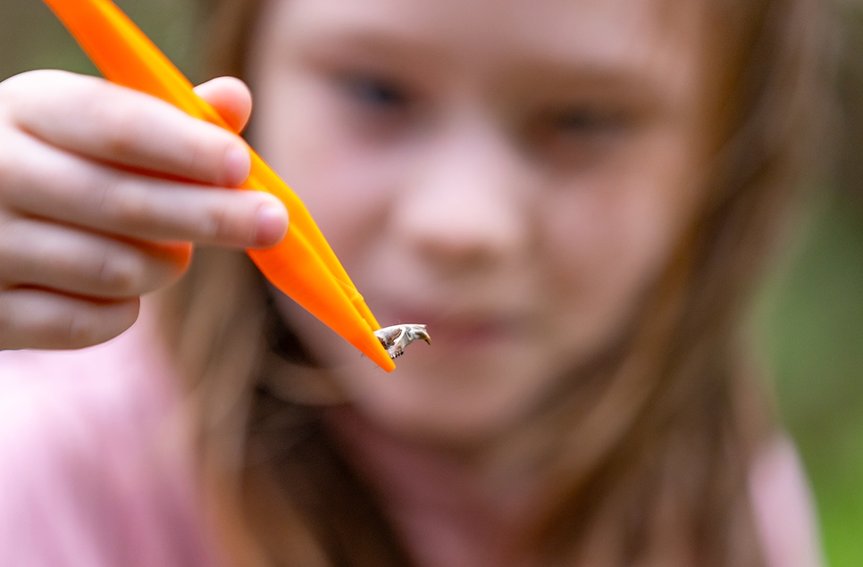 a little girl holding an owl pellet with some tweezers