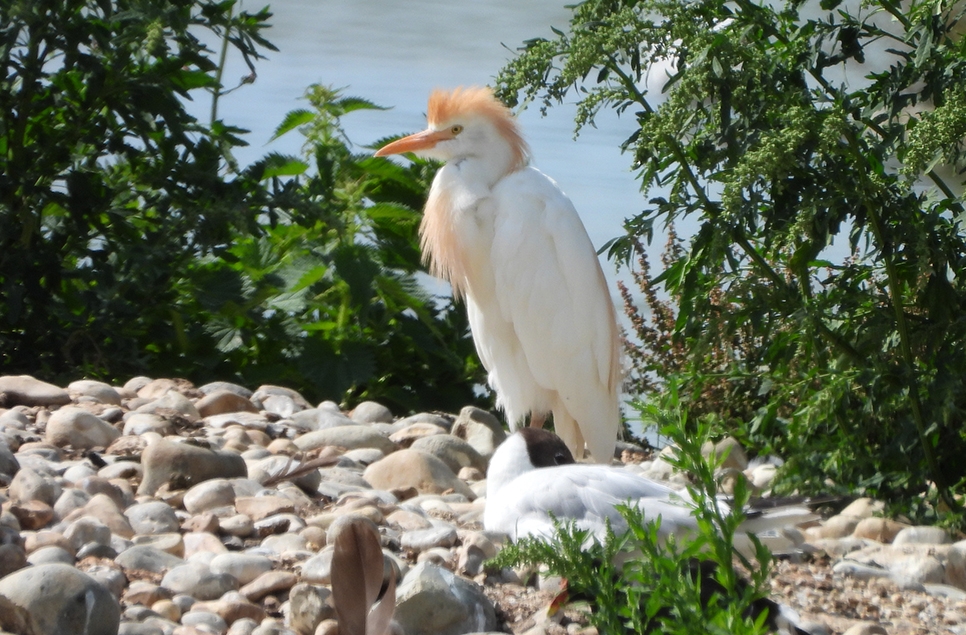 Cattle egret breeding plummage AR July 966x635 Andy Burns.jpg