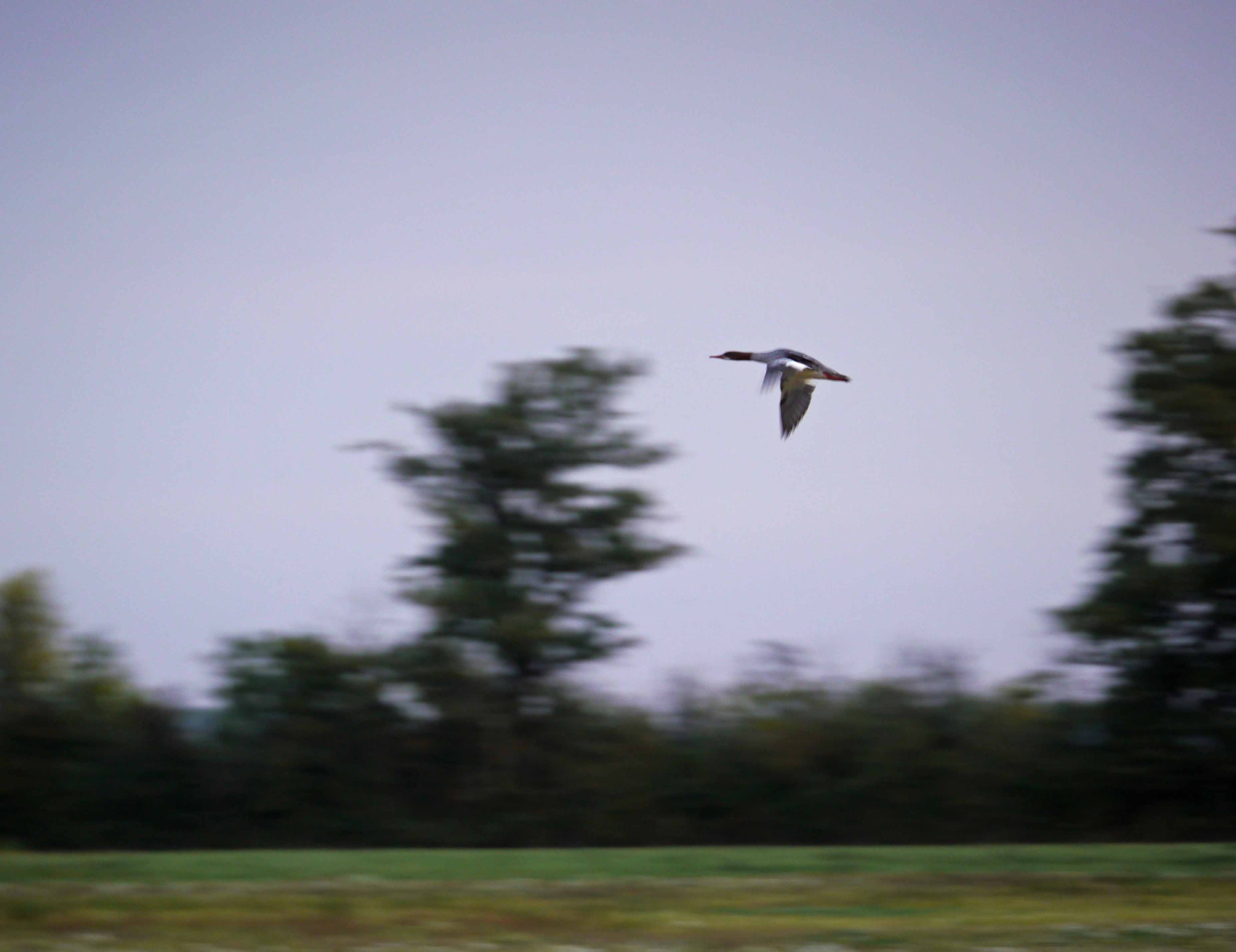 Goosander, Yellow-browed Warbler and more