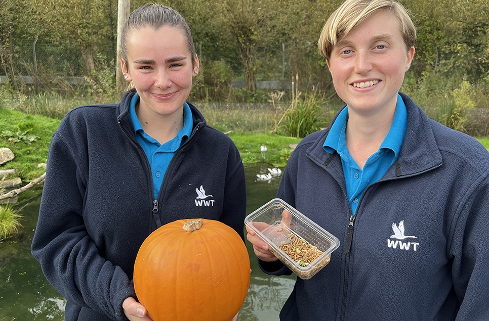 Spooky seasonal treats are part of the bird enrichment program