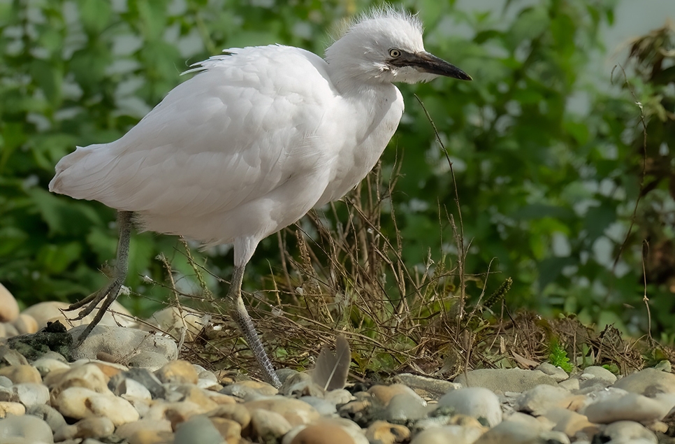 cattle egret fledgling Oct 14 AP 966x635.jpg