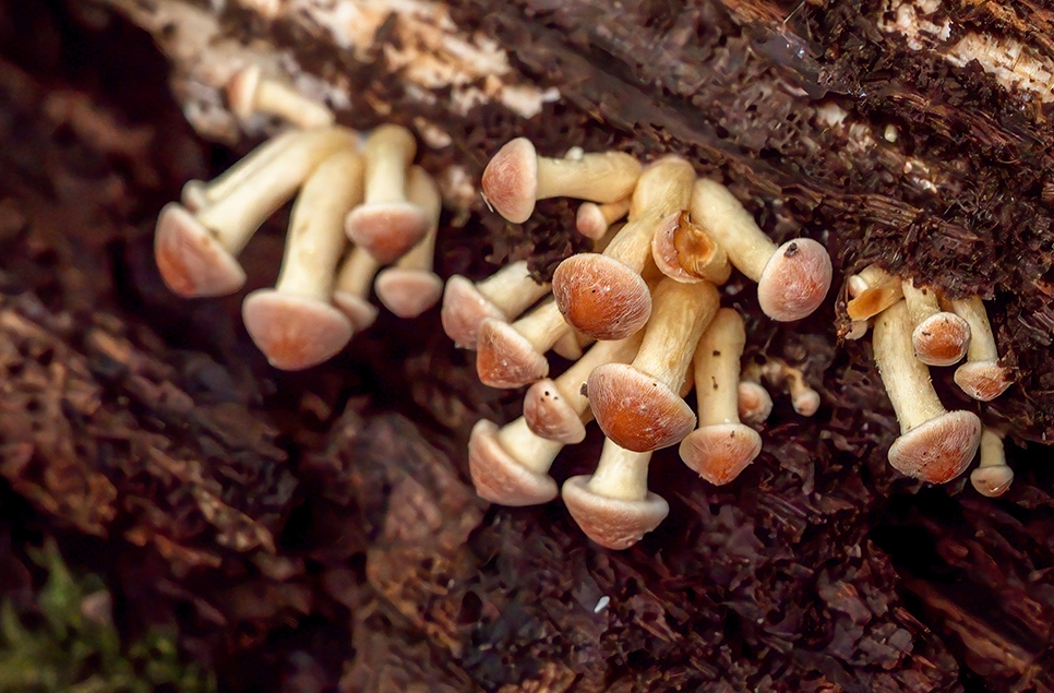 Fungi on a tree by photographer Ian Henderson