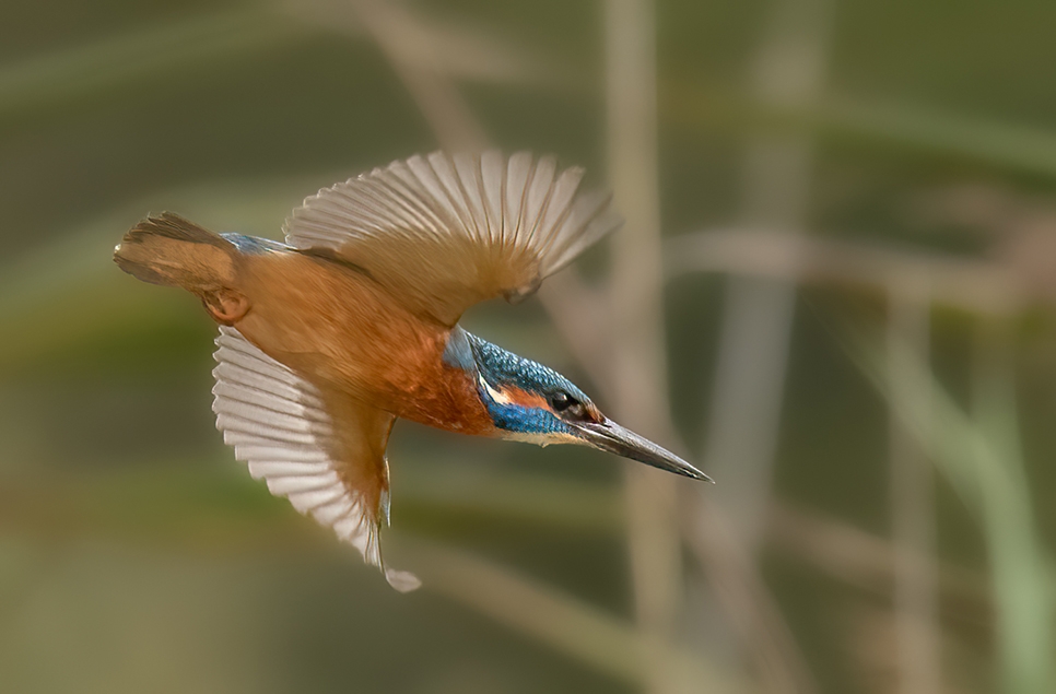 Kingfisher Alec Pelling Oct 14 2024 AR 966x635.jpg