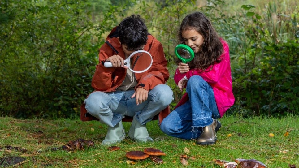 Two children looking at fungi through magnifying glasses