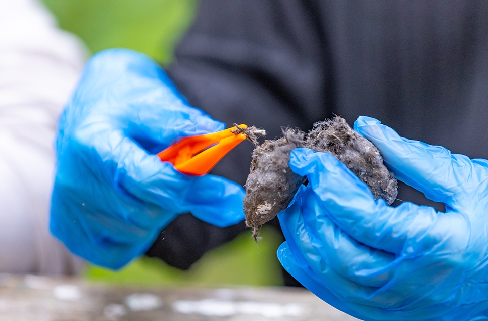 An owl pellet being dissected with a pair of tweezers