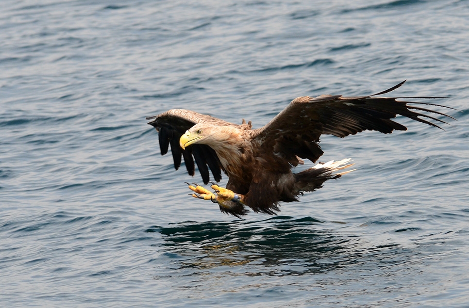 WWT joins efforts to reintroduce white-tailed eagles to Wales 