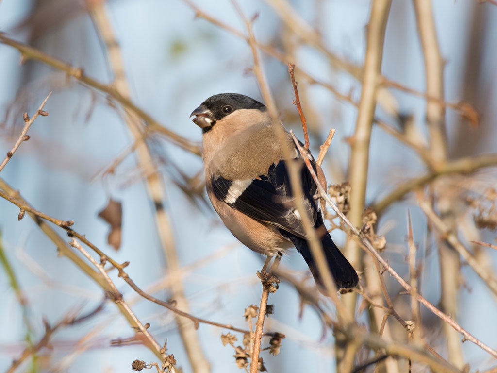 A female bullfinch feeding in a tree, in winter, by Ian Henderson