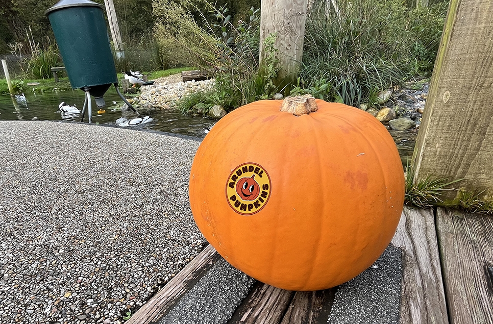 pumpkin patch pumpkin in Coastal Creek Aviary.jpg