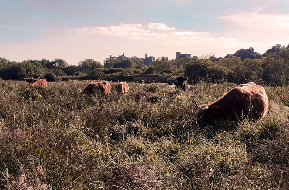 highland cows SL Oct 24 966x635.jpg