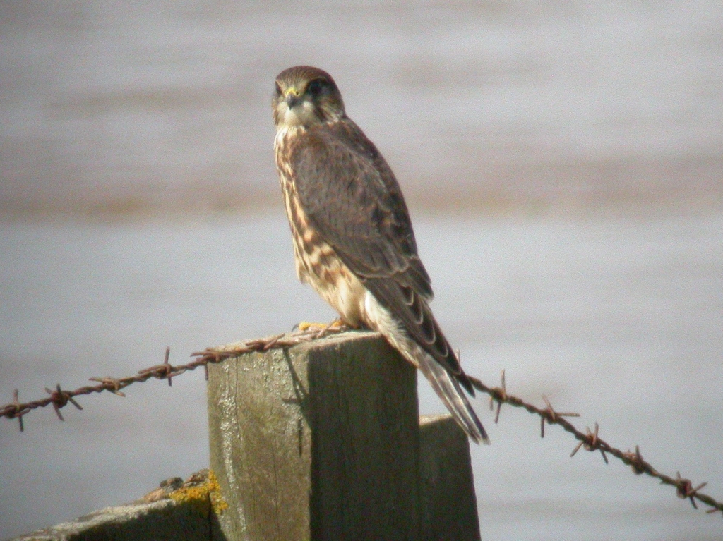 Merlin, Red Kite, Field Vole, and a lingering Swallow