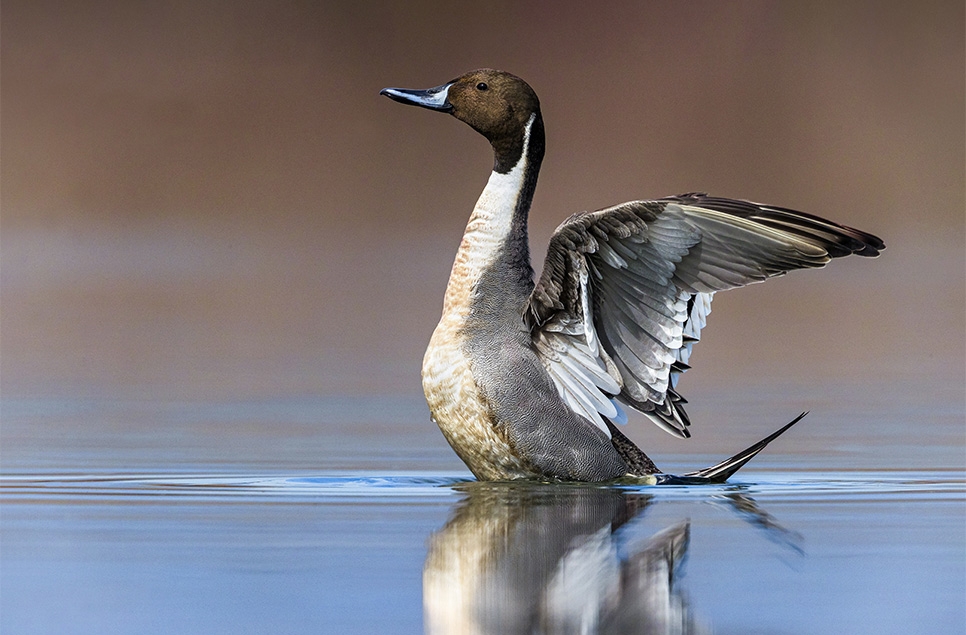 Twelve reasons to visit WWT’s wetlands this autumn