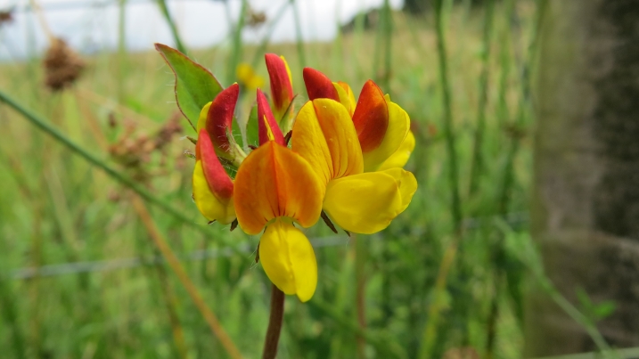 Bird's-foot Trefoil credit Shannon Clifford IMG_3377.JPG