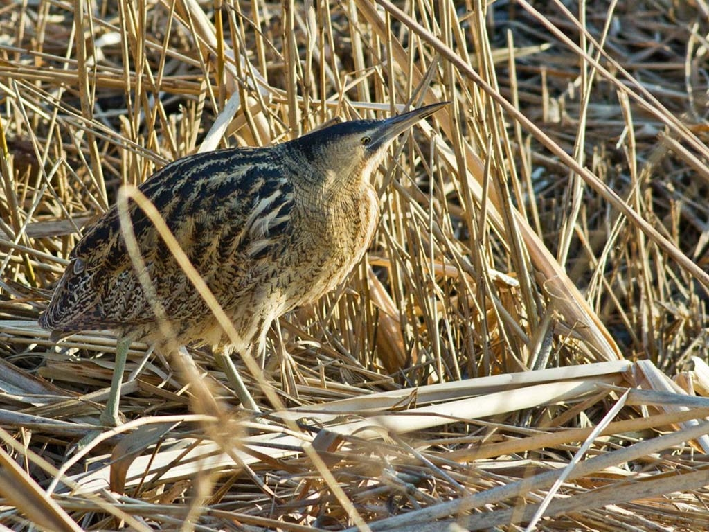 A bittern crouching in the reedbed