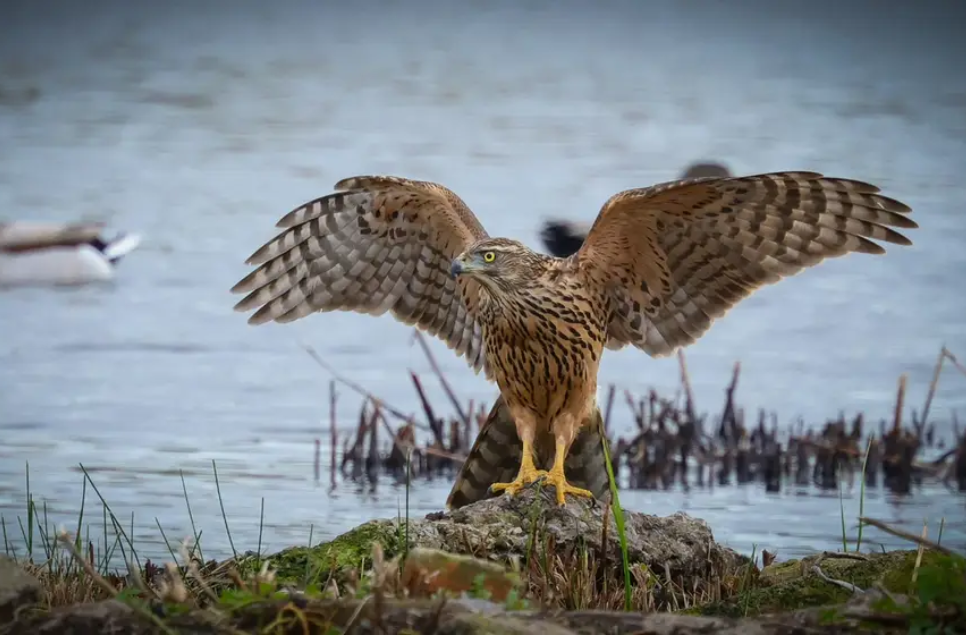 Goshawk, Hen Harrier, Whooper Swan, and a fleeting flock of Cattle Egret