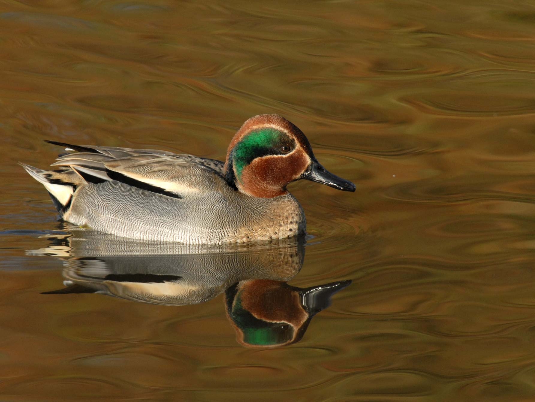 A teal duck on water, which is reflecting the autumnal colours surrounding the water