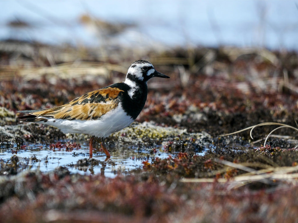 A turnstone wading in water