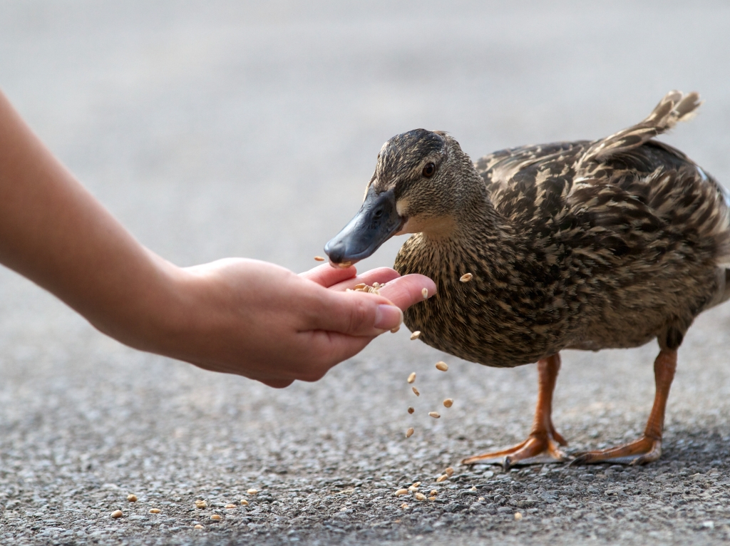 Wild Bird Feeding