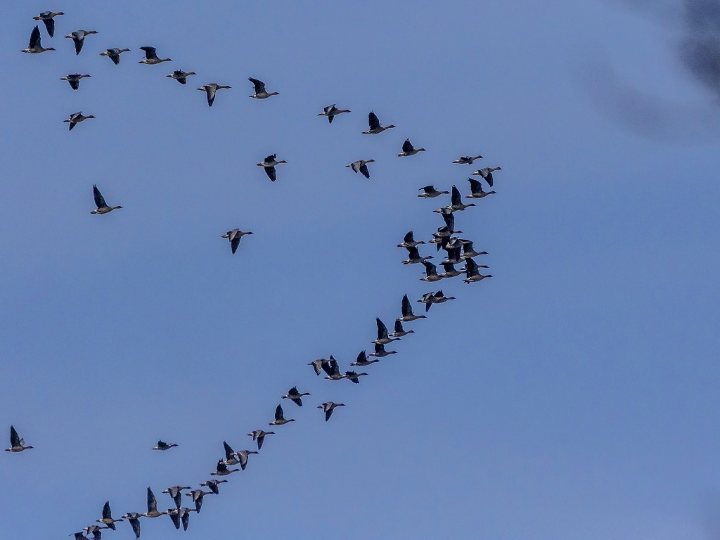 pink footed geese credit Alex Hillier (6).jpg