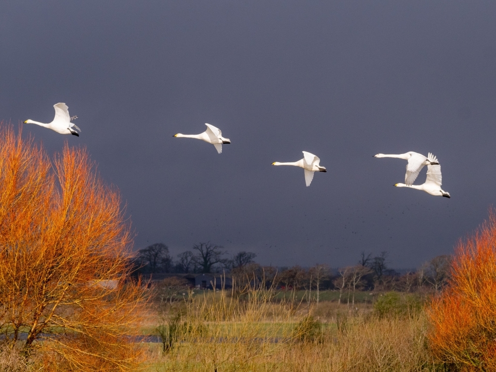 swan flying correct shape and size.jpg