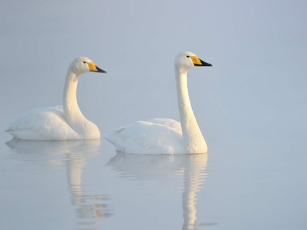 A flock of whooper swans on a lake