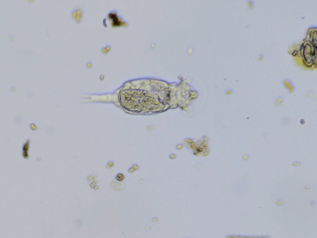 new bdelloid rotifer.jpg