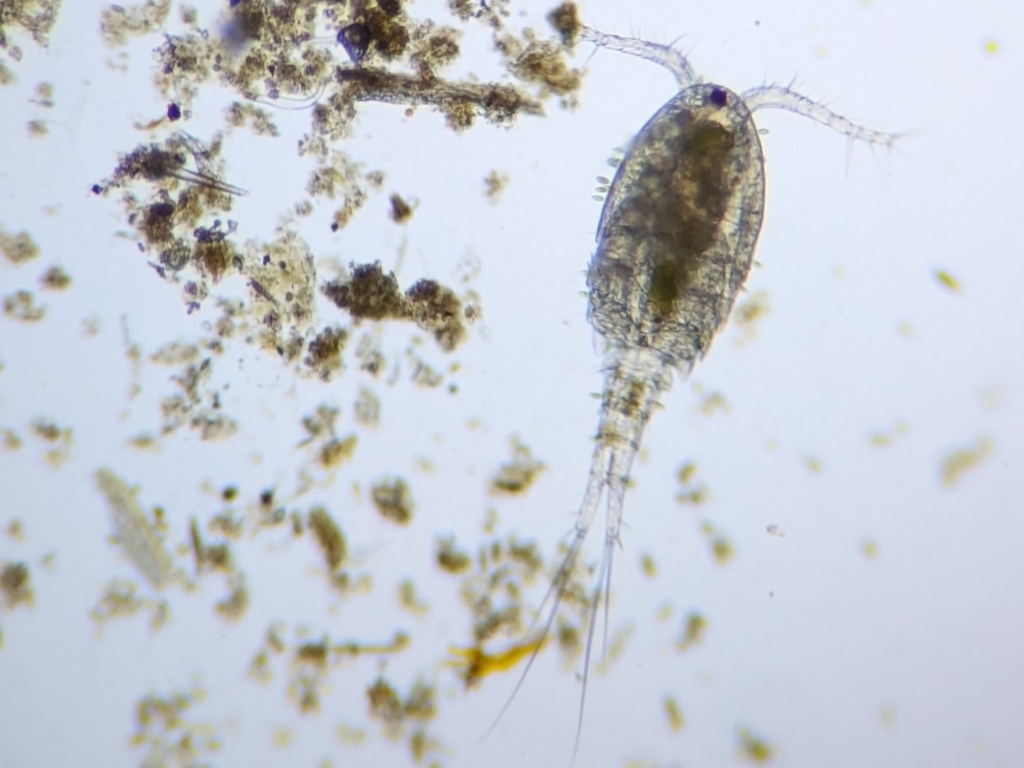 new copepod.jpg