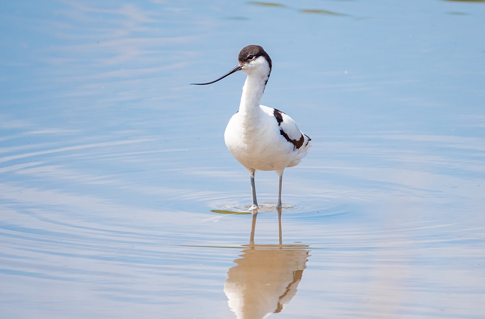 Avocet and its reflection in the water