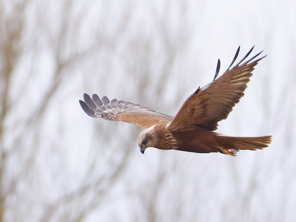 Marsh Harriers and cattle egrets roosting