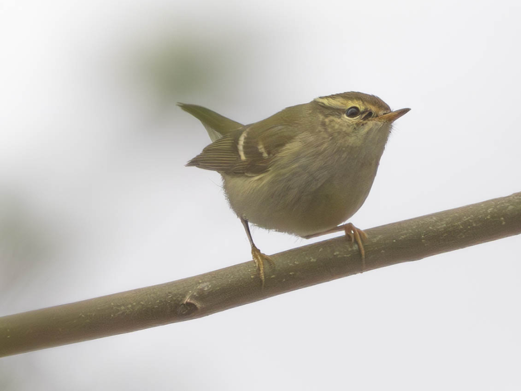 Yellow-browed Warbler, Avocet, Fieldfare, and two Peregrine Falcons out hunting