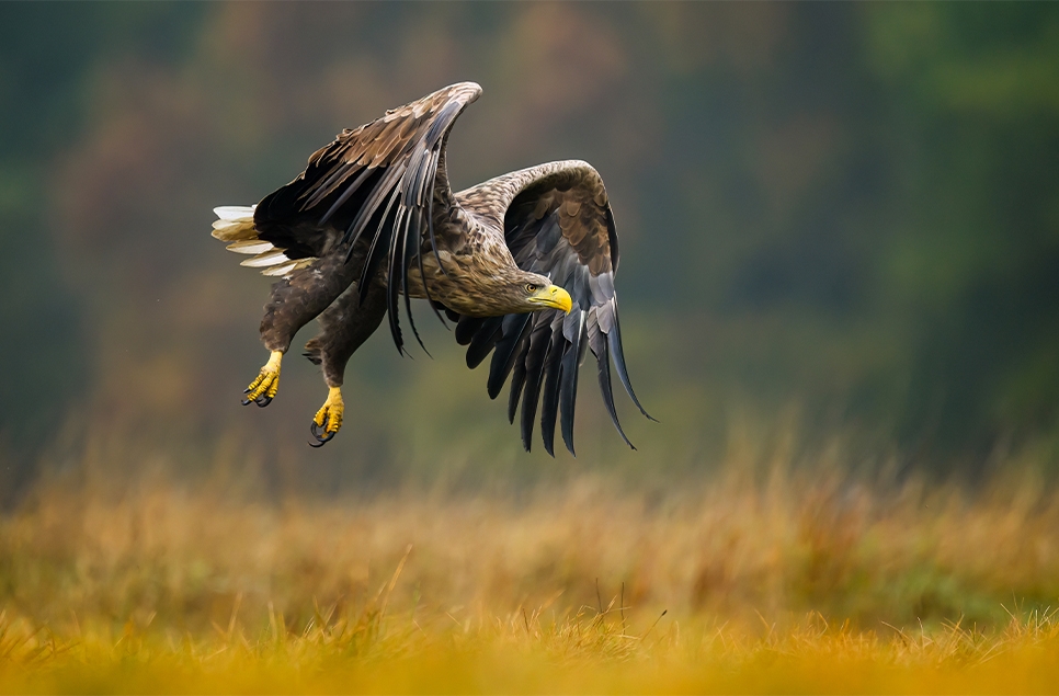 White-tailed eagles: powerful protectors of wetland health