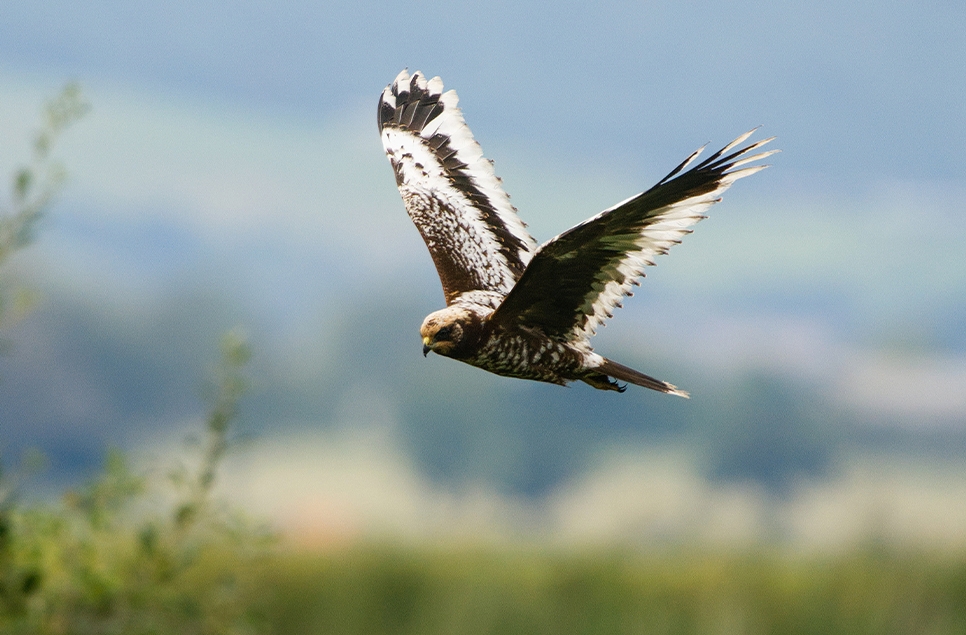 Discover what’s wild across WWT’s reserves this autumn