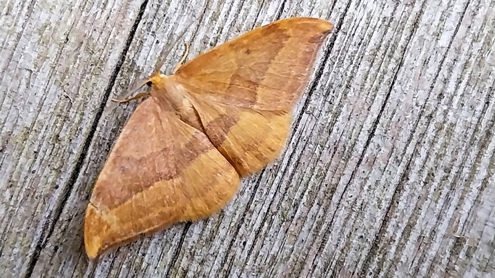 Barred hooktip moth