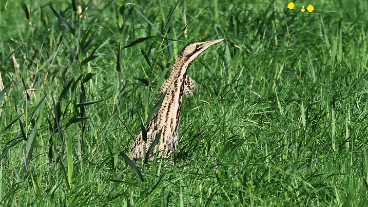 A bittern in amongst tall grass