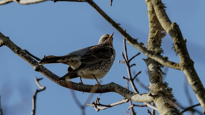 fieldfare credit Alex Hillier (107).jpg