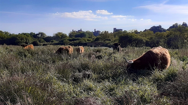 Cattle grazing in a field of tall vegetation